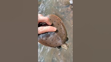 I Found a SOFTSHELL TURTLE!! #softshellturtle #spinysoftshell #turtles #wildlife