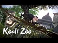 Koali Zoo - "Cappuccino Monkey" | South America DLC Bonus Episode (17.5)