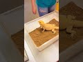 Bearded Dragon #shortvideos #viralvideo #saintjohn #canada #foryou #youtube #animals #viralshorts