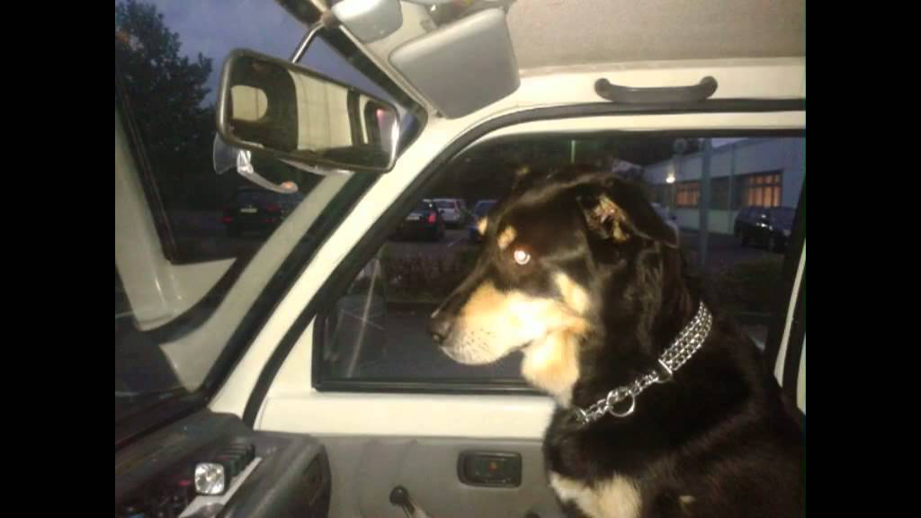 Zum Gedenken an meinen Hund Cora mit der Musik von Unheilig YouTube