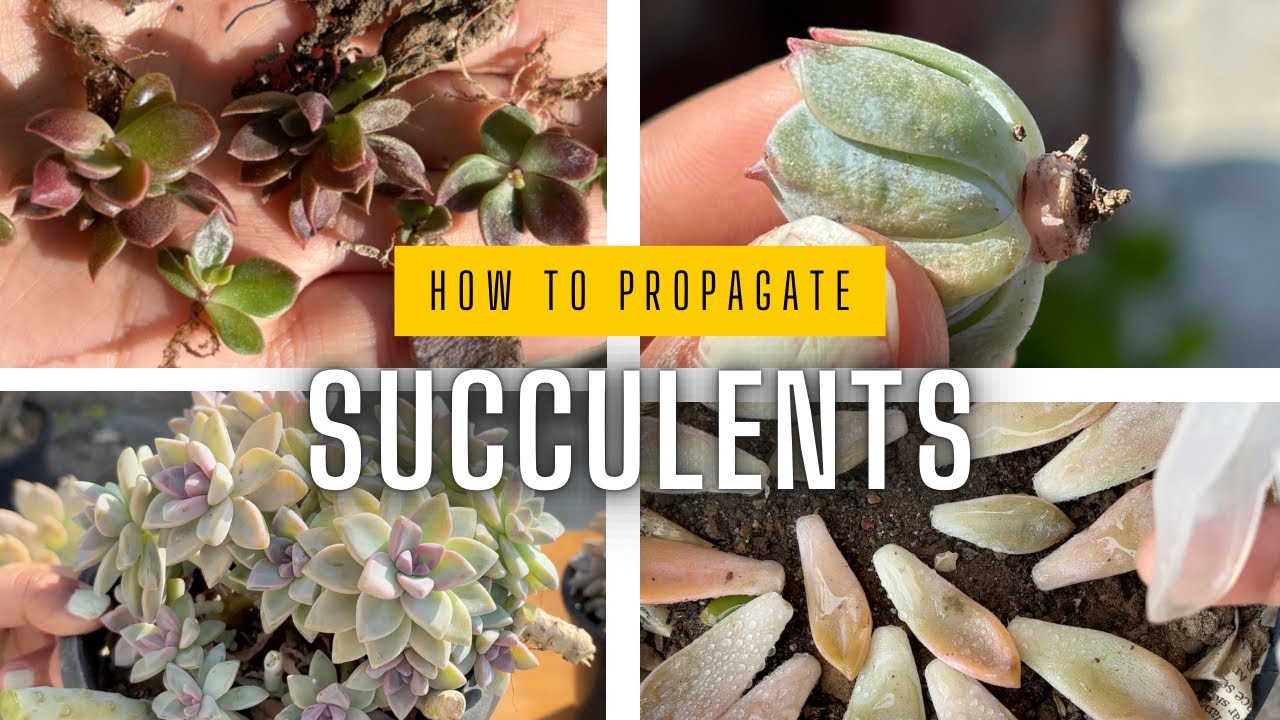 How to propagate succulents successfully || succulent propagation from ...