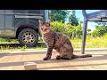 失踪した野良猫が連れてきた人懐っこいメス猫