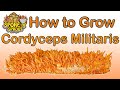 How to grow cordyceps militaris full tutorial