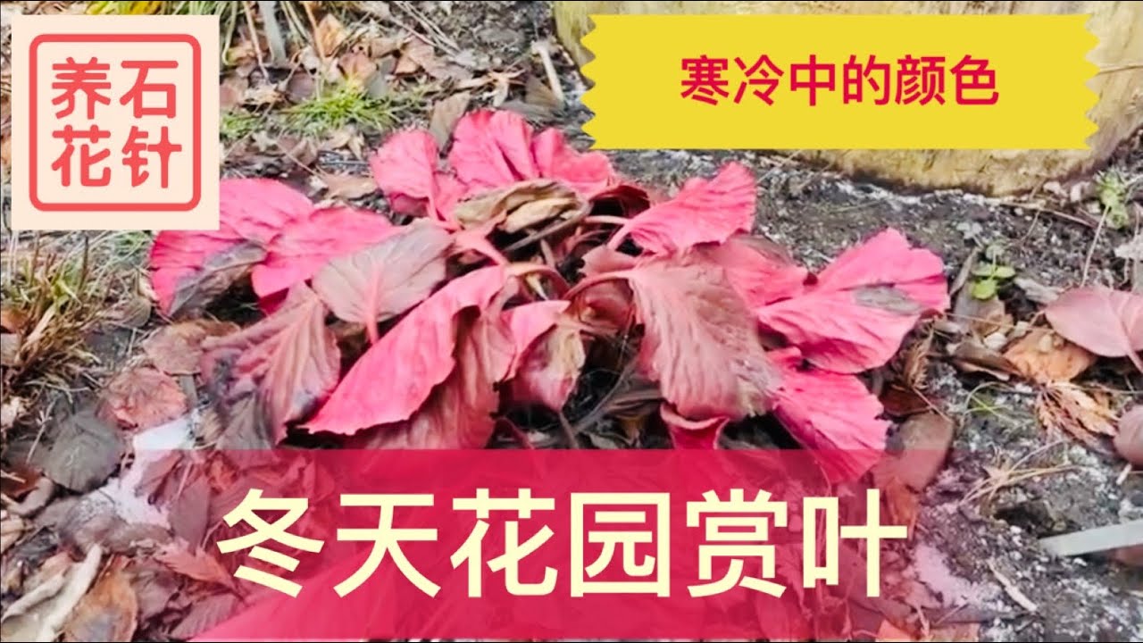 冬天花园里欣赏叶子的几种植物 计划新的一年 让冬天的花园更有趣 Youtube