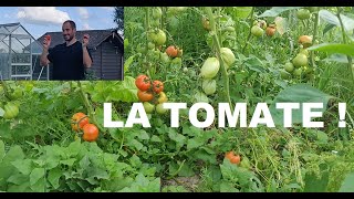 LA TOMATE !