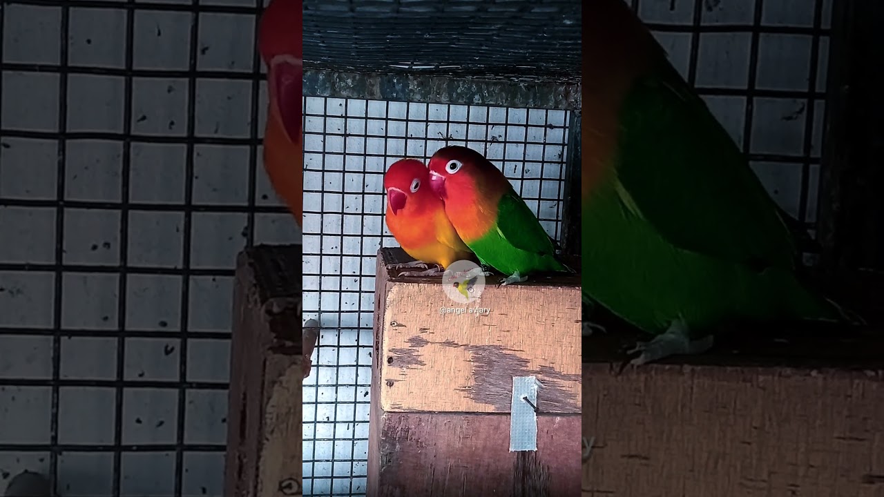 Lovebirds.. I'm so excited to share about pairing lovebirds! 