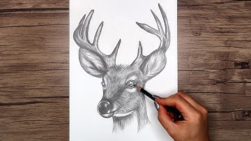 How to Draw a Realistic Deer Head Step by Step!