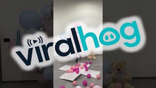 Happy Gender Reveal || ViralHog