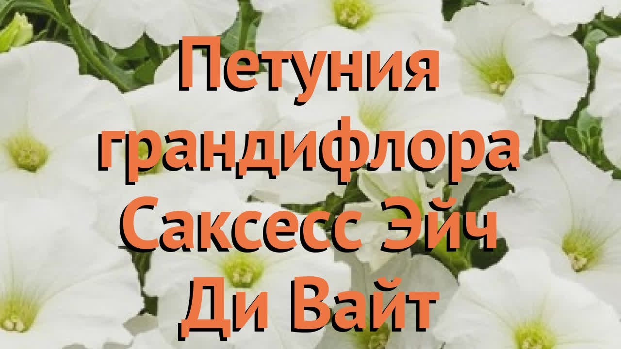 Петуния поздравление из чехии Петуния поздравление из чехии