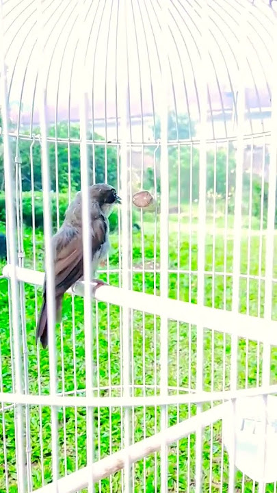 Kicauan burung Opior Paruh Tebal