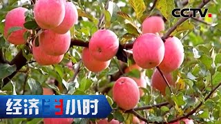 庆阳万亩苹果园实现机械化采摘，一天发货3万件，一年卖出上亿元 「经济半小时」20220916 | CCTV财经