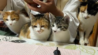 猫のミー子、顔に気持ちめっちゃ出る。