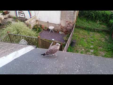 Sassy and Sybil's Fledgling Came to Visit by Itself and Seemed Content after a Few Fish Fingers :)