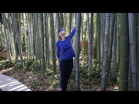 Wideo: Strefa 7 Odmiany bambusa - Najlepsze rodzaje bambusa dla strefy 7