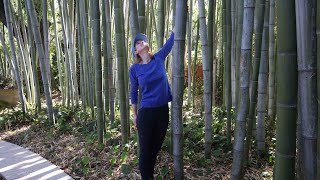 The most beautiful timber bamboo garden there is  and it's my own yard  Growing big timber bamboo.