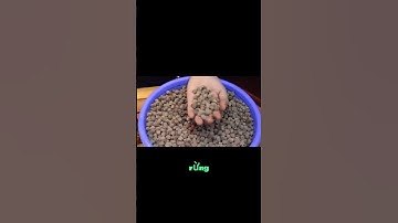 Hướng dẫn ngâm rượu sim ngon chuẩn nhất