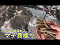 マテ貝採り！今年の砂浜の穴に塩を入れたら出てくるマテ貝掘りは巨大で超優秀！初めての人でも楽しめる潮干狩り