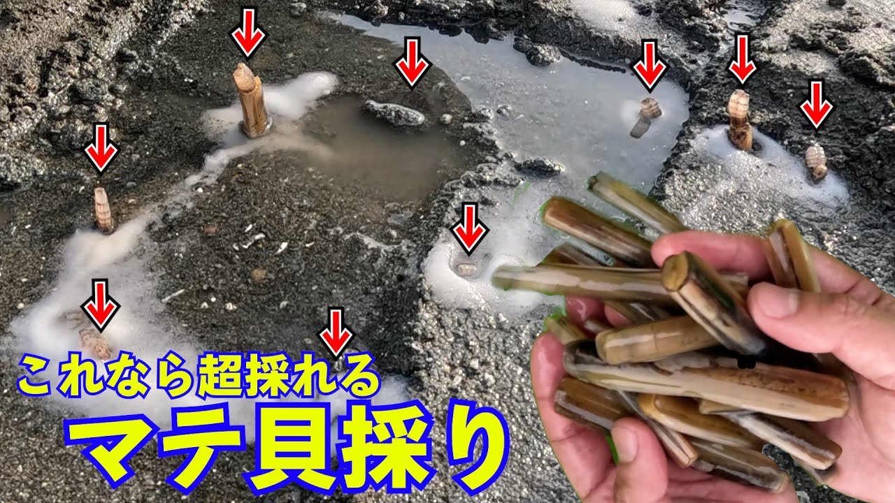 マテ貝採り！今年の砂浜の穴に塩を入れたら出てくるマテ貝掘りは巨大で超優秀！初めての人でも楽しめる潮干狩り