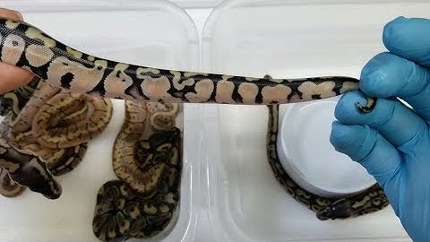 Ball Pythons - Pinstripe Axanthic x Pastel Desert Ghost - Clutch #8 Update