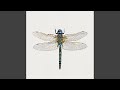 Dragonfly mp3