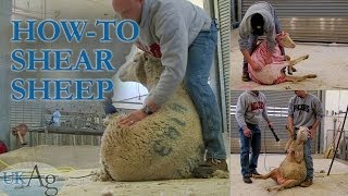 How to shear sheep  blow by blow