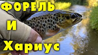 Форель и Хариус. Рыбалка в Ленинградской области. Июль 2022.