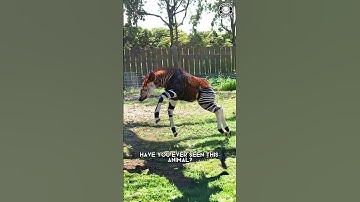 Okapi 🦒 Zeldzaam wezen uit Congo!