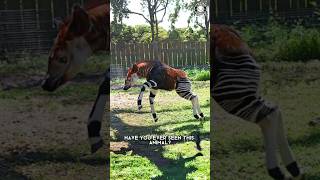 Okapi 🦒 Rare Creature of the Congo!