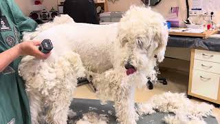 GoldenDoodle und sehr verfilzt!Grooming Guide:very matted dog (mixed breed dog)