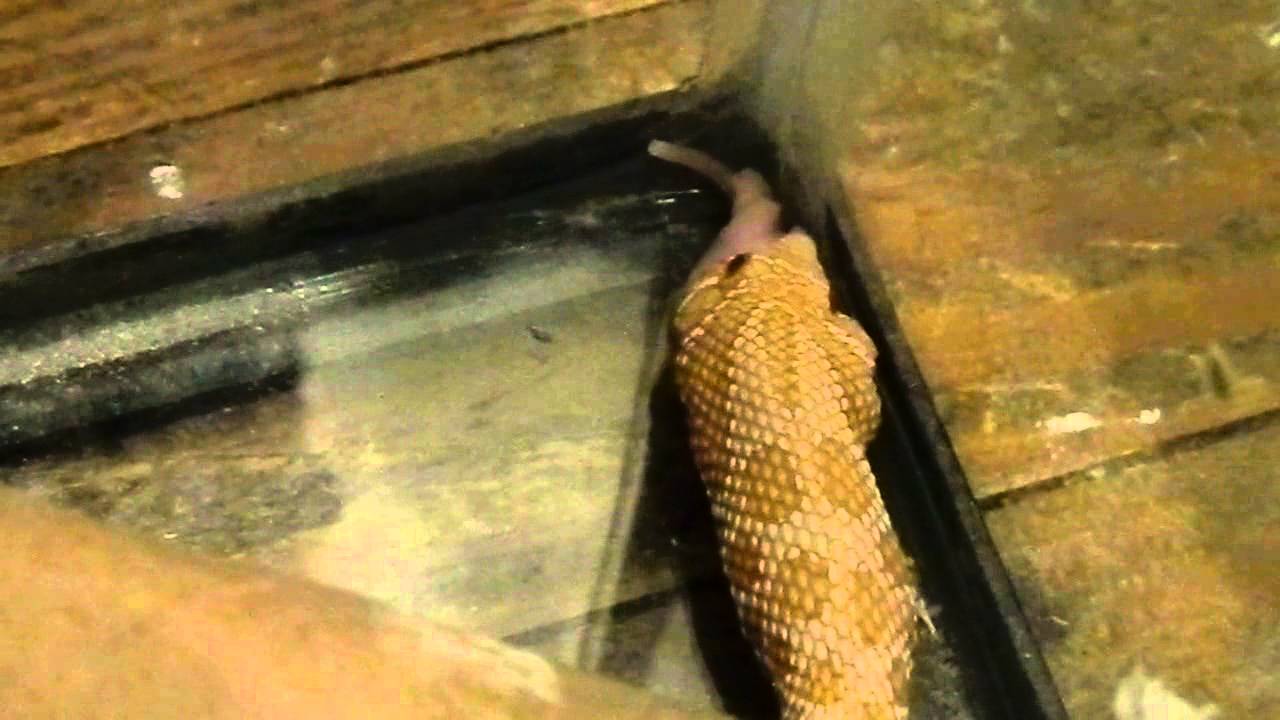 critters attack Two 