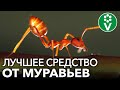 МУРАВЬИ? ЗАБУДЬТЕ О НИХ НАВСЕГДА!