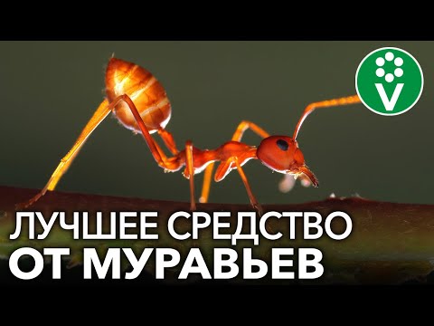 МУРАВЬИ? ЗАБУДЬТЕ О НИХ НАВСЕГДА!