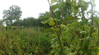 Tree guard kills pear tree