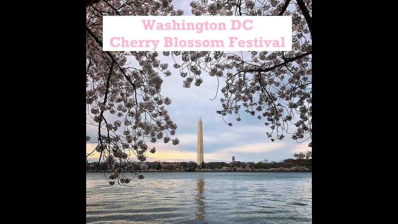 Episode 64: My Annual Pilgrimage to the Cherry Blossom Festival