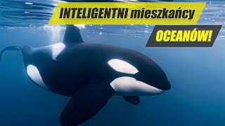 Orka – zabójca fok, rekinów i wielorybów