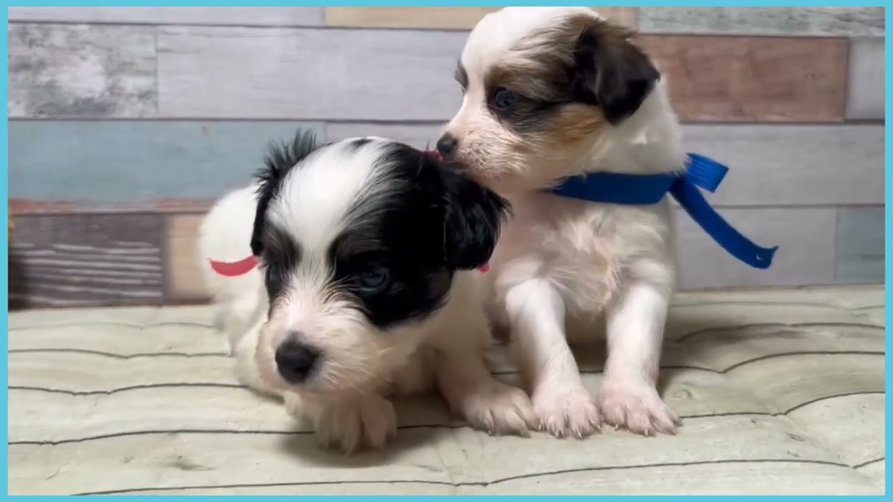 741792 パピヨン - YouTube