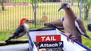 Unbelievable: Woodpecker Attacks Dove Tail