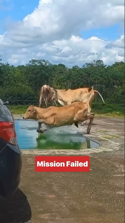 Sapi lucu mau minum malah kecebur ke kolam renang #shorts  #funny