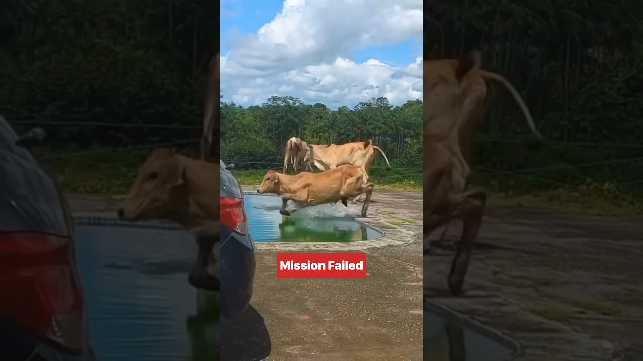 Sapi lucu mau minum malah kecebur ke kolam renang 