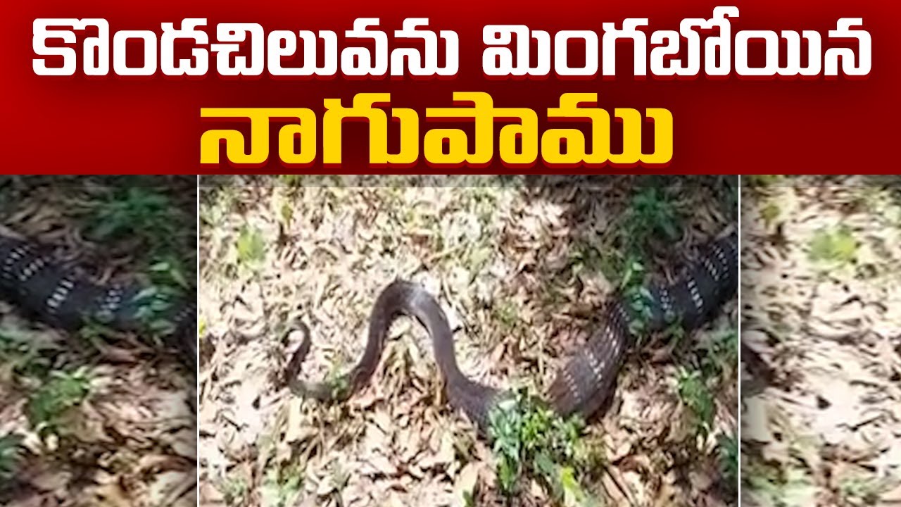 Cobra Try to Swallow A Python | Karnataka | కొండచిలువను మింగేందుకు ...