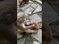 Cest le singe qui gifle