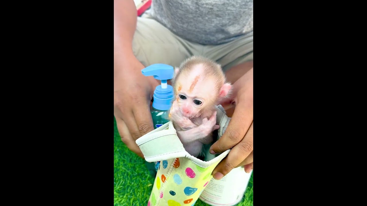 Tiny Monkey With Big Personality