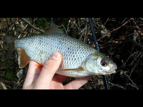 Video: Jak Zjistit, Zda Má Ryba červy