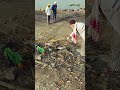 #Swachhbharat#swachhbihar#tranding#shorts #brecoyodha