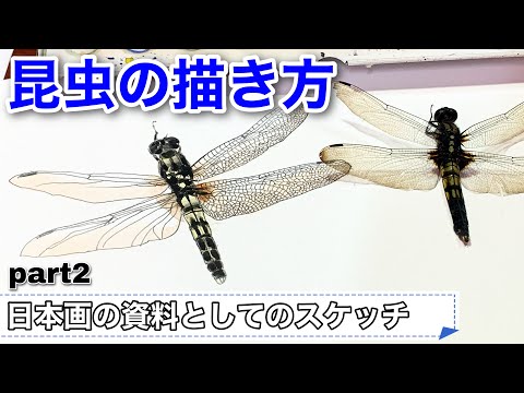 透明水彩 昆虫 トンボのスケッチ 描き方 日本画の為の写生 Part2 Youtube