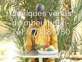 Sen wer gi yaram 666 les vertus du mbeurbauf