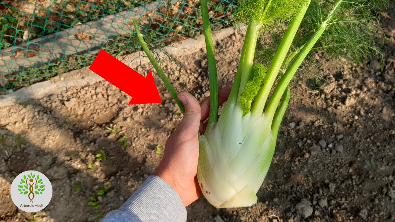 Посадите это в саду, если у вас проблемы с пищеварением и вздутие живота!