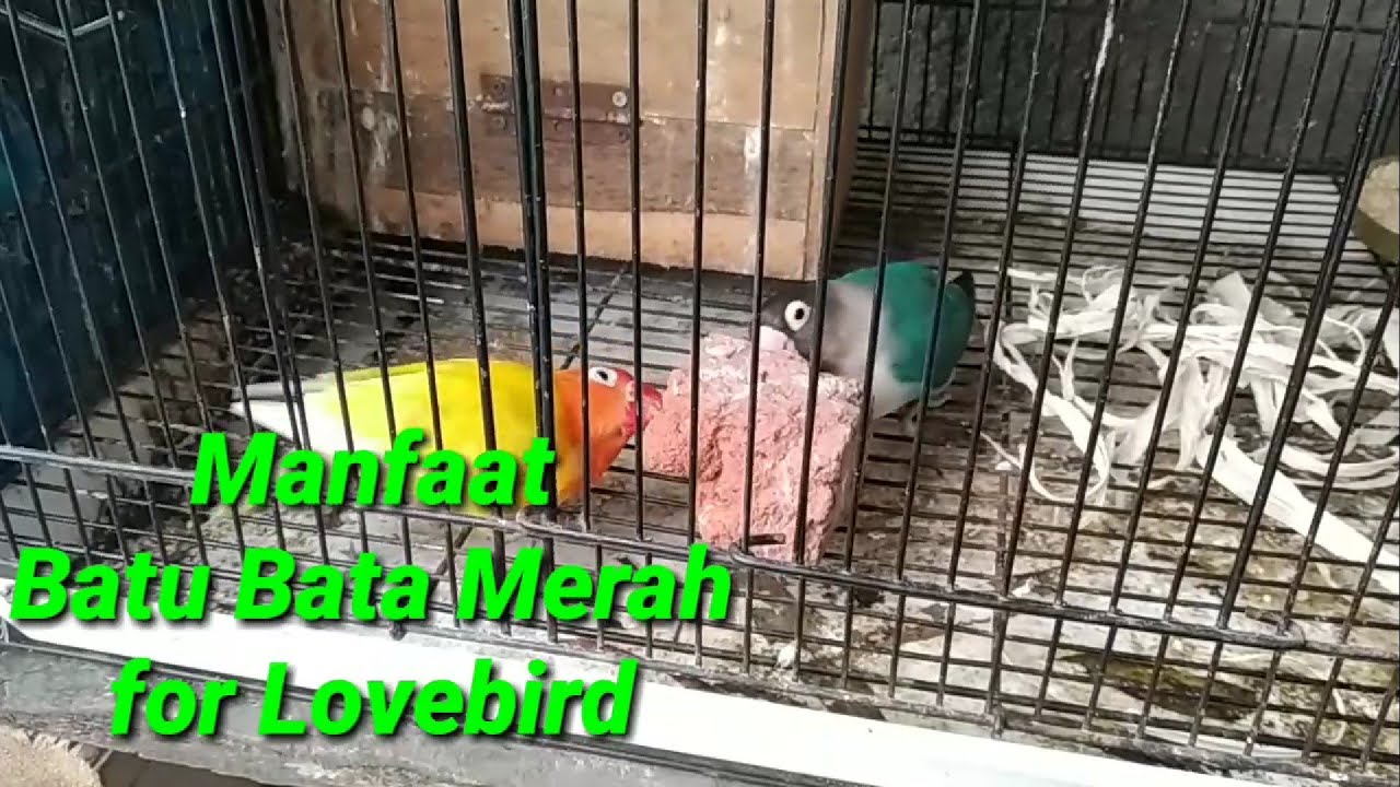 Manfaat batu bata merah untuk lovebird kesayangan yang 