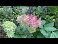 Limelight Prime Hydrangea