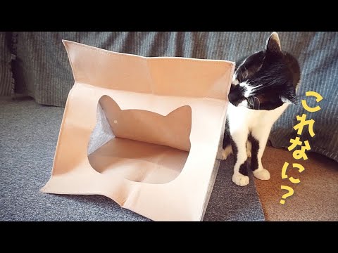 ねこのきもち付録編 - YouTube